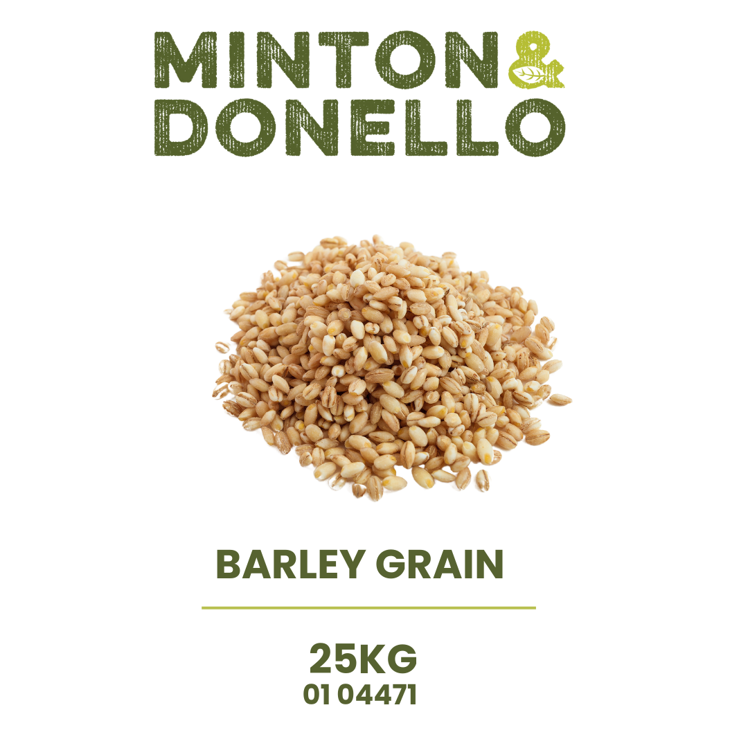 Barley_Grain